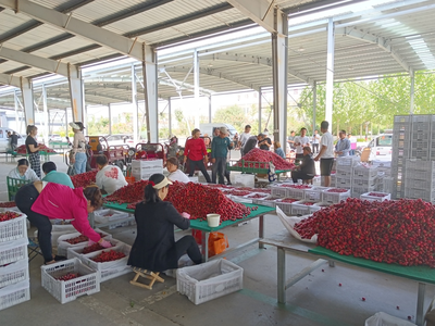 陜西省果業(yè)中心